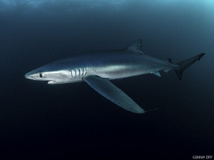 Blue shark off Cape Point, South Africa by Gemma Dry 